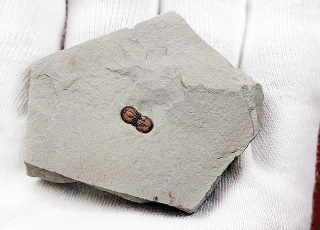 カンブリア紀の三葉虫アグノスタス目の属種（Ptychagnostus cuyanus）の上質化石（その8）