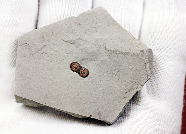 カンブリア紀の三葉虫アグノスタス目の属種(Ptychagnostus cuyanus)の上質化石(その8)