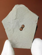 カンブリア紀の三葉虫アグノスタス目の属種（Ptychagnostus cuyanus）の上質化石