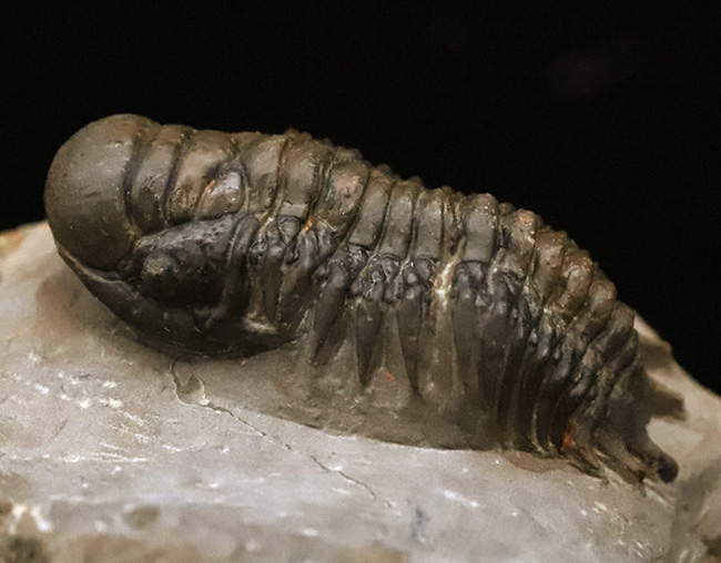 専門工房で丁寧にクリーニングされた上質個体!いかにも典型的で、教科書的なクロタロセファルス・ギブス(Crotalocephalus gibbus)(その1)