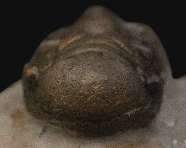 専門工房で丁寧にクリーニングされた上質個体!いかにも典型的で、教科書的なクロタロセファルス・ギブス(Crotalocephalus gibbus)(その10)