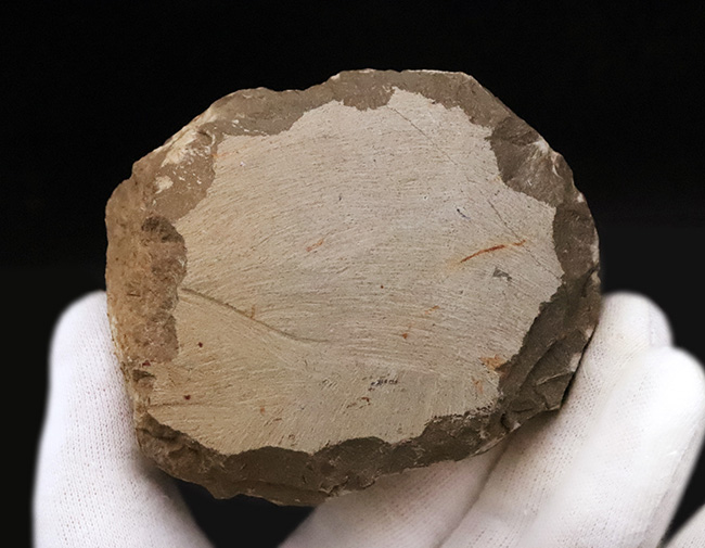 専門工房で丁寧にクリーニングされた上質個体!いかにも典型的で、教科書的なクロタロセファルス・ギブス(Crotalocephalus gibbus)(その11)