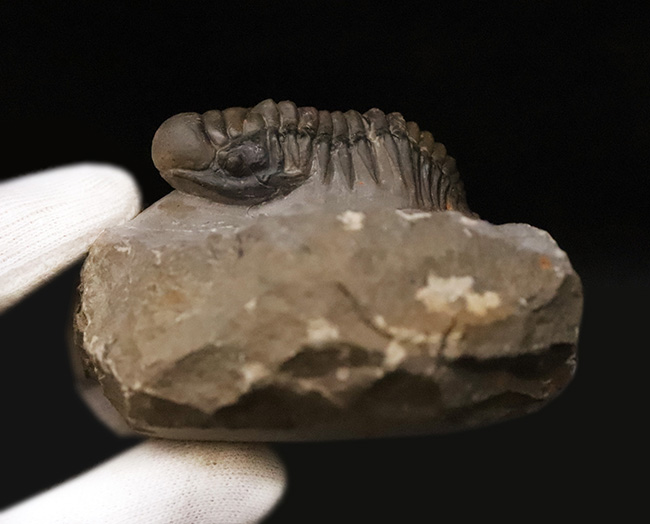 専門工房で丁寧にクリーニングされた上質個体!いかにも典型的で、教科書的なクロタロセファルス・ギブス(Crotalocephalus gibbus)(その12)