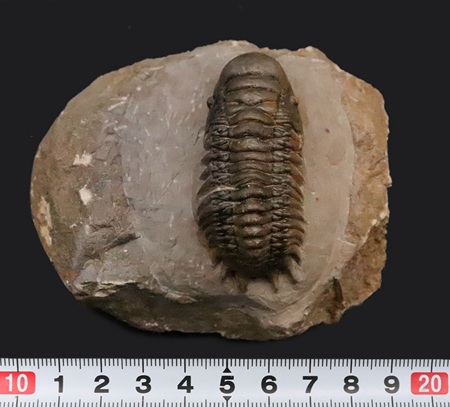 専門工房で丁寧にクリーニングされた上質個体!いかにも典型的で、教科書的なクロタロセファルス・ギブス(Crotalocephalus gibbus)(その13)