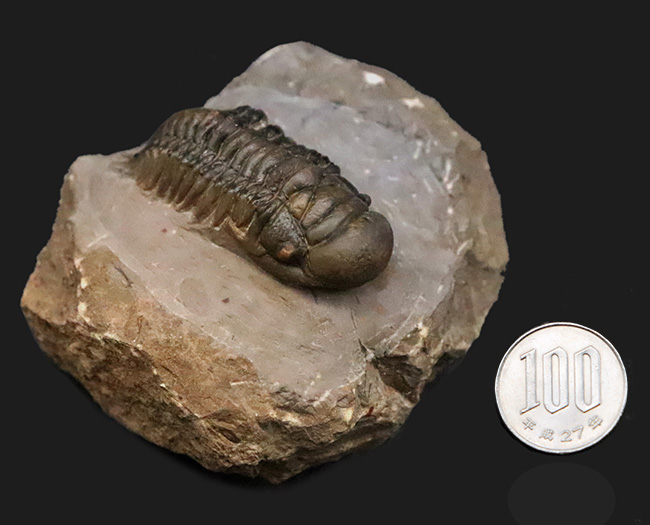 専門工房で丁寧にクリーニングされた上質個体!いかにも典型的で、教科書的なクロタロセファルス・ギブス(Crotalocephalus gibbus)(その14)