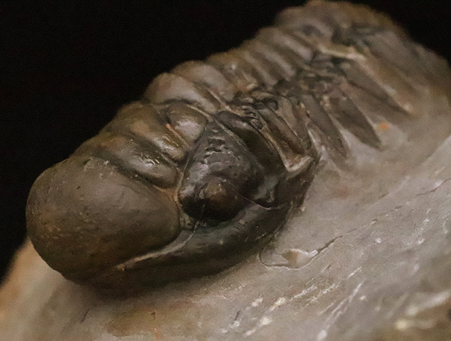 専門工房で丁寧にクリーニングされた上質個体!いかにも典型的で、教科書的なクロタロセファルス・ギブス(Crotalocephalus gibbus)(その2)