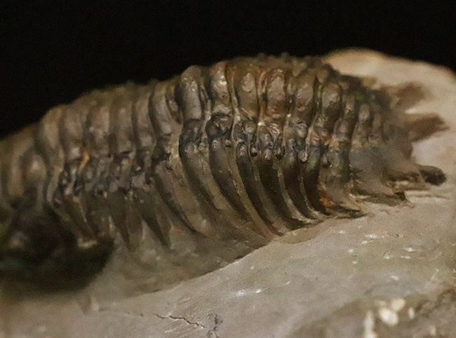 専門工房で丁寧にクリーニングされた上質個体!いかにも典型的で、教科書的なクロタロセファルス・ギブス(Crotalocephalus gibbus)(その3)