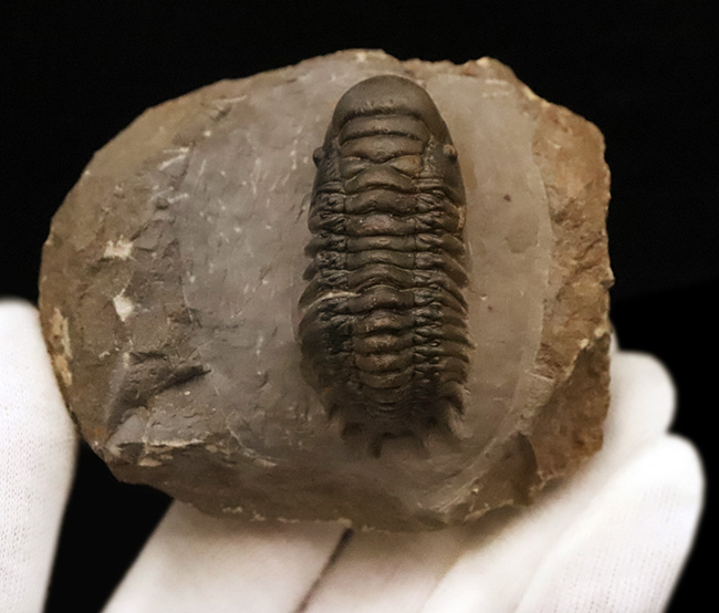 専門工房で丁寧にクリーニングされた上質個体!いかにも典型的で、教科書的なクロタロセファルス・ギブス(Crotalocephalus gibbus)(その4)