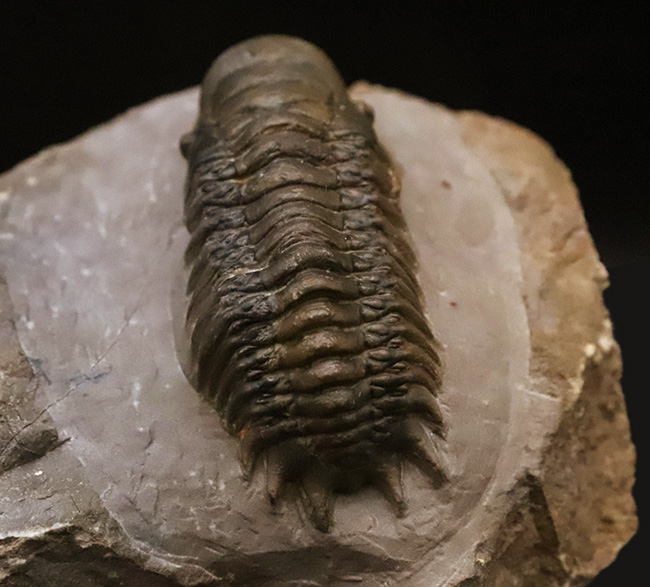 専門工房で丁寧にクリーニングされた上質個体!いかにも典型的で、教科書的なクロタロセファルス・ギブス(Crotalocephalus gibbus)(その5)