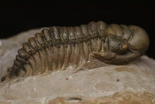 専門工房で丁寧にクリーニングされた上質個体!いかにも典型的で、教科書的なクロタロセファルス・ギブス(Crotalocephalus gibbus)(その6)