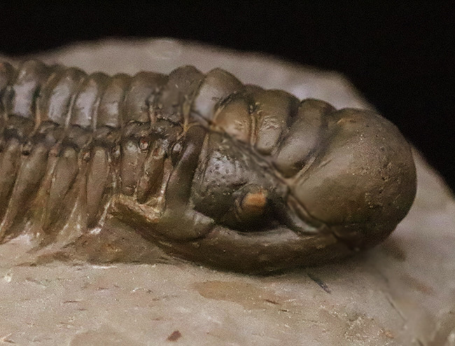 専門工房で丁寧にクリーニングされた上質個体!いかにも典型的で、教科書的なクロタロセファルス・ギブス(Crotalocephalus gibbus)(その7)