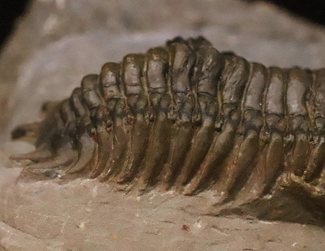 専門工房で丁寧にクリーニングされた上質個体!いかにも典型的で、教科書的なクロタロセファルス・ギブス(Crotalocephalus gibbus)(その8)