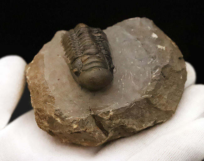 専門工房で丁寧にクリーニングされた上質個体!いかにも典型的で、教科書的なクロタロセファルス・ギブス(Crotalocephalus gibbus)(その9)