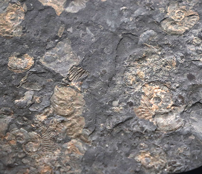 人気！１８センチに達する大判！世界的産地ドイツ・ホルツマーデン産のダクチリオセラス（Dactylioceras）の群集化石（その6）