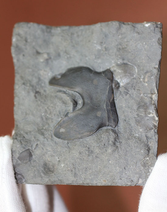 米国オハイオ州産三葉虫、巨大なアサフス目の三葉虫イソテルス・マキシムス(Isotelus maximus)のハイポストマの完品。見事なフォーク型。(その1)