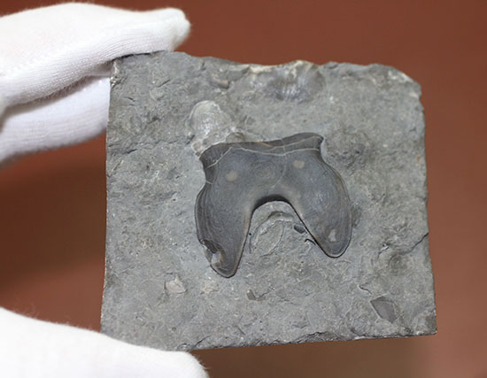 米国オハイオ州産三葉虫、巨大なアサフス目の三葉虫イソテルス・マキシムス(Isotelus maximus)のハイポストマの完品。見事なフォーク型。(その10)