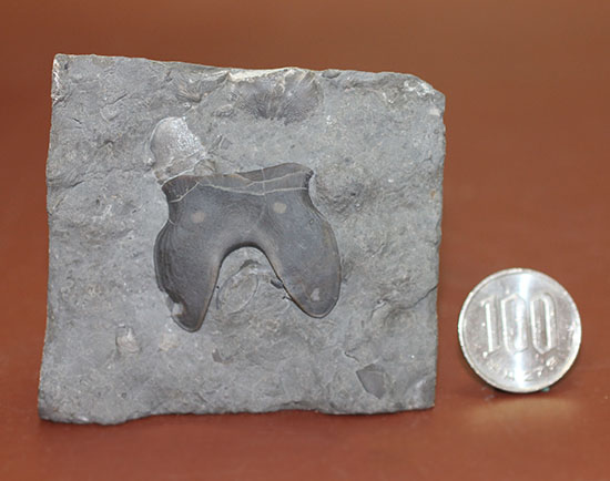 米国オハイオ州産三葉虫、巨大なアサフス目の三葉虫イソテルス・マキシムス(Isotelus maximus)のハイポストマの完品。見事なフォーク型。(その12)