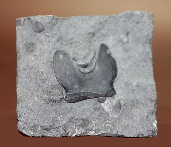 米国オハイオ州産三葉虫、巨大なアサフス目の三葉虫イソテルス・マキシムス(Isotelus maximus)のハイポストマの完品。見事なフォーク型。(その2)