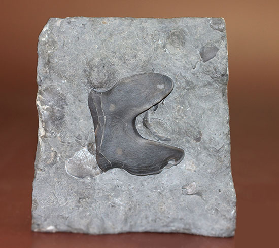 米国オハイオ州産三葉虫、巨大なアサフス目の三葉虫イソテルス・マキシムス(Isotelus maximus)のハイポストマの完品。見事なフォーク型。(その3)