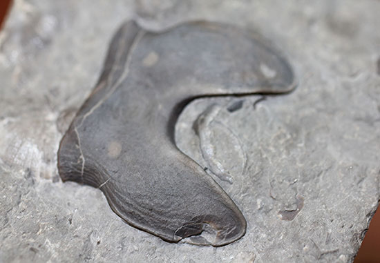 米国オハイオ州産三葉虫、巨大なアサフス目の三葉虫イソテルス・マキシムス(Isotelus maximus)のハイポストマの完品。見事なフォーク型。(その4)