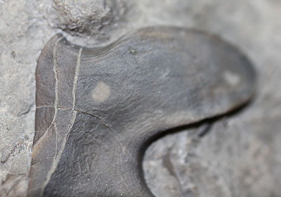 米国オハイオ州産三葉虫、巨大なアサフス目の三葉虫イソテルス・マキシムス(Isotelus maximus)のハイポストマの完品。見事なフォーク型。(その5)
