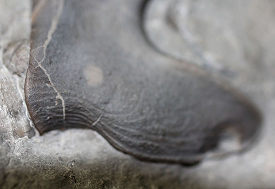 米国オハイオ州産三葉虫、巨大なアサフス目の三葉虫イソテルス・マキシムス(Isotelus maximus)のハイポストマの完品。見事なフォーク型。(その6)