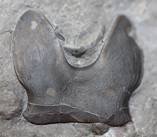 米国オハイオ州産三葉虫、巨大なアサフス目の三葉虫イソテルス・マキシムス(Isotelus maximus)のハイポストマの完品。見事なフォーク型。(その7)