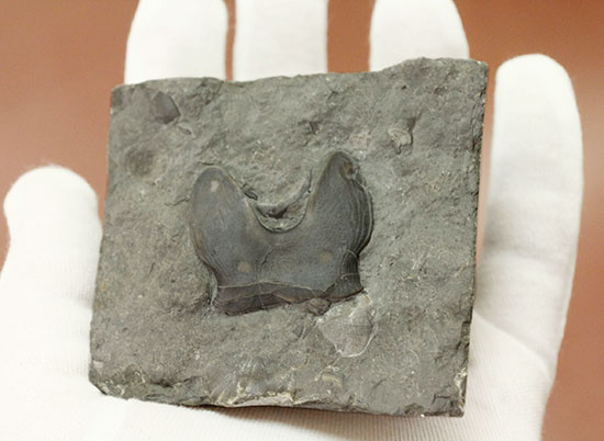 米国オハイオ州産三葉虫、巨大なアサフス目の三葉虫イソテルス・マキシムス(Isotelus maximus)のハイポストマの完品。見事なフォーク型。(その8)