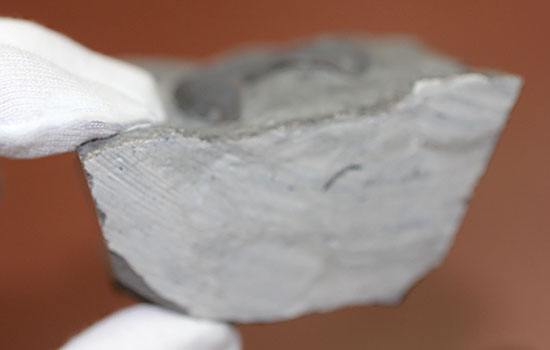 米国オハイオ州産三葉虫、巨大なアサフス目の三葉虫イソテルス・マキシムス(Isotelus maximus)のハイポストマの完品。見事なフォーク型。(その9)