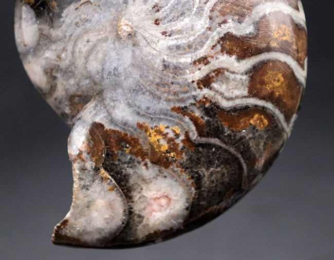 レア！異様なほど密巻きなフォルムに驚く、ゴニアタイトの仲間