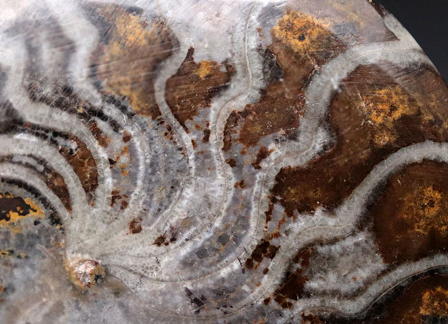レア！異様なほど密巻きなフォルムに驚く、ゴニアタイトの仲間、スポラドセラス（Sporadoceras）の化石（その7）