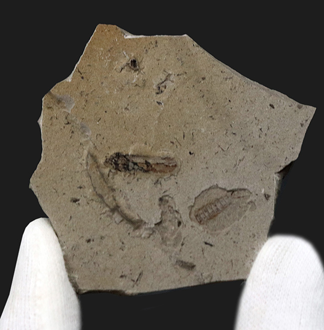 中国で4.1億年前の魚類化石を発見 古代魚進化の「常識」が覆され