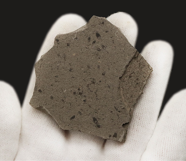 中国遼寧省産のジュラ紀後期の地層から発見された昆虫化石 化石 販売