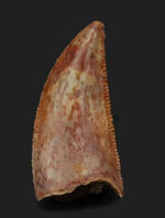 人気！全形が保存され、ナチュラルであり、セレーションが両刃に保存された、コレクショングレードのラプトル（Raptor）の歯化石です。エナメル質に配された美しい模様にもご注目！