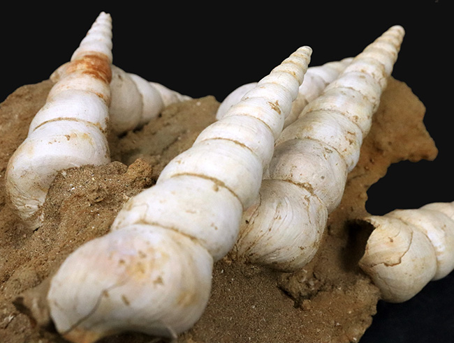 美品!抜群の保存状態を誇るツリテラ(Turritella)が多数同居する、印象的な群集標本(その1)