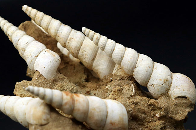 美品!抜群の保存状態を誇るツリテラ(Turritella)が多数同居する、印象的な群集標本(その4)
