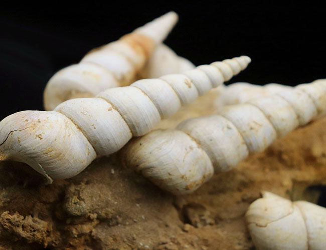 美品!抜群の保存状態を誇るツリテラ(Turritella)が多数同居する、印象的な群集標本(その7)