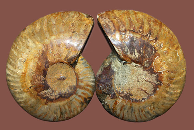 2枚並べると20センチに迫るサイズに！白亜紀アンモナイト化石の