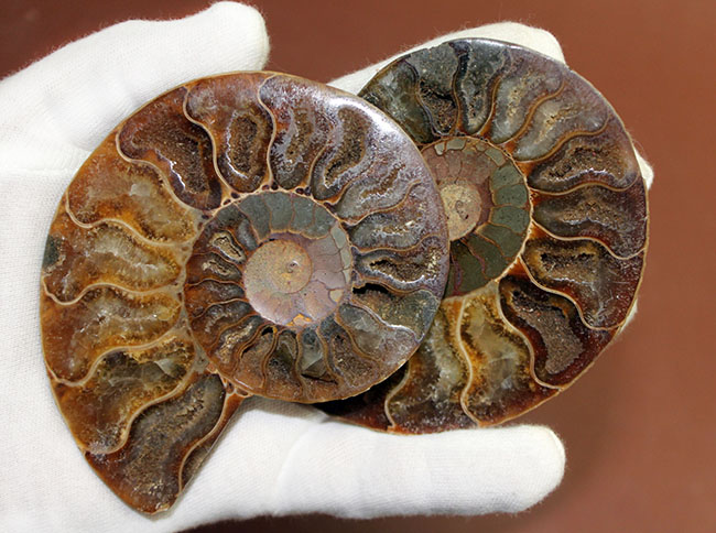 2枚並べると20センチに迫るサイズに！白亜紀アンモナイト化石の