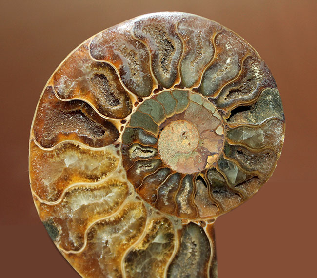 2枚並べると20センチに迫るサイズに！白亜紀アンモナイト化石の