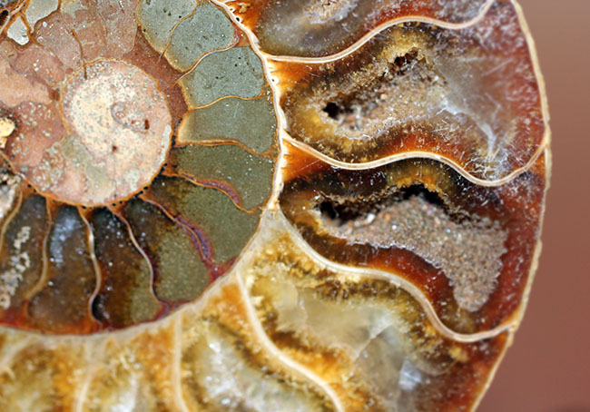 国産化石 250415－2 2億年超前の木化石が鮮やかに現代に