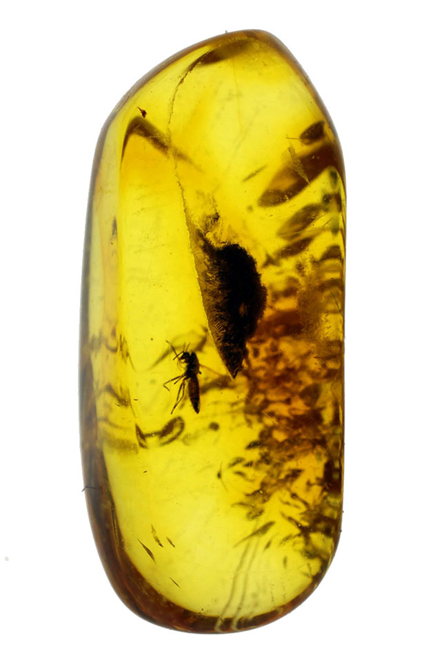 小さな標本のなかに大きなロマン！透明度の高いバルト海琥珀。虫が内包されたバルティックアンバー（Amber）。展示ケース付。（その1）