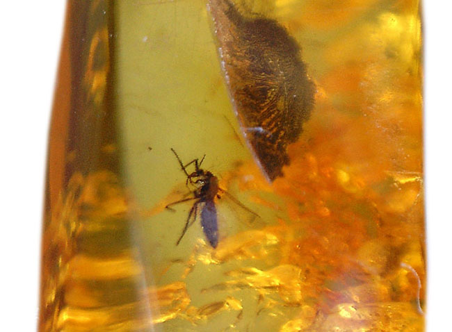 小さな標本のなかに大きなロマン！透明度の高いバルト海琥珀。虫が内包されたバルティックアンバー（Amber）。展示ケース付。（その4）