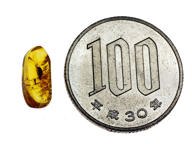 虫入り琥珀 蜘蛛 蚊 多種多様な虫を内包 バルティックアンバー バルト
