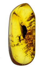 小さな標本のなかに大きなロマン！透明度の高いバルト海琥珀。虫が内包されたバルティックアンバー（Amber）。展示ケース付。