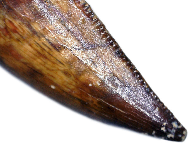 小型の肉食恐竜、アベリサウルス(Abelisaurus)科の生物の鋭い歯化石(その3)