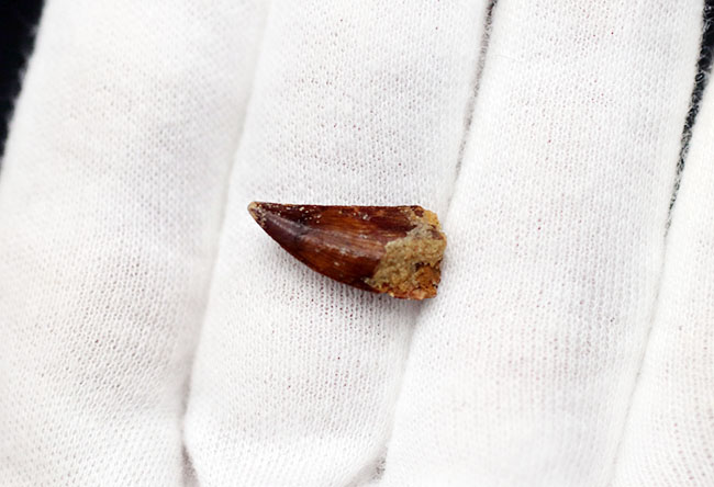 小型の肉食恐竜、アベリサウルス(Abelisaurus)科の生物の鋭い歯化石(その5)