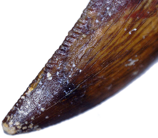 小型の肉食恐竜、アベリサウルス(Abelisaurus)科の生物の鋭い歯化石(その6)
