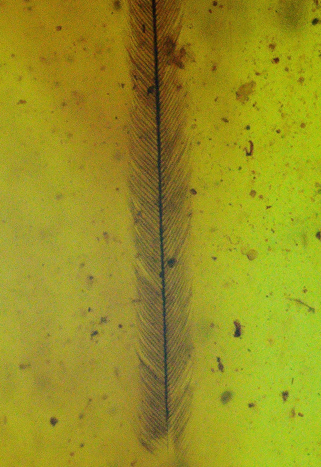 希少性マックス！！一体何の羽毛なのか・・・。およそ１億年前の生物の羽毛を内包したミャンマー産琥珀、ビルマイト（Burmite）（その1）