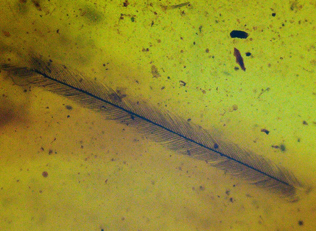 希少性マックス！！一体何の羽毛なのか・・・。およそ1億年前の生物の